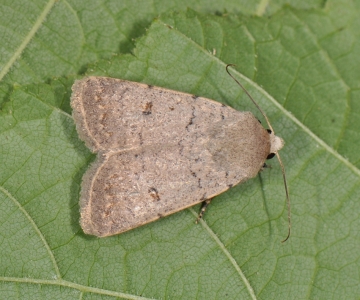 Caradrina aspersa