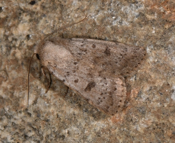 Hoplodrina respersa