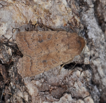 Hoplodrina superstes