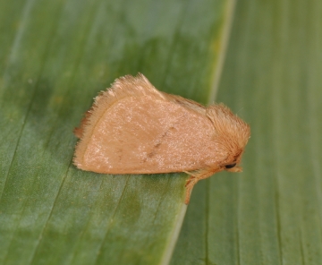 Hoyosia codeti