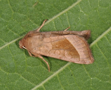 Hydraecia micacea