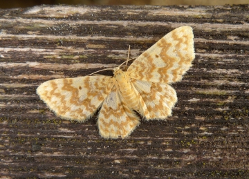 Hydrelia flammeolaria