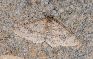 Hydrelia sylvata