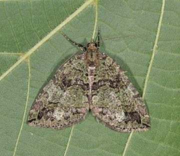 Hydriomena furcata