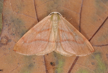 Geometridae: Hylaea fasciaria