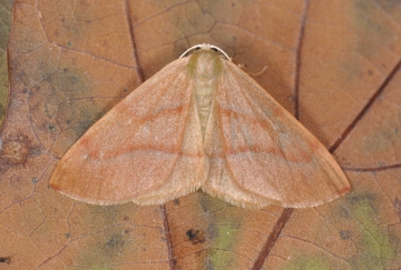 Hylaea fasciaria