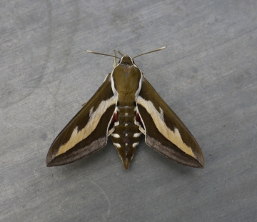 Hyles gallii