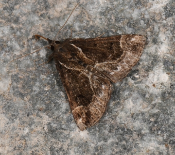 Hypena crassalis