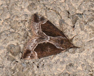 Hypena crassalis
