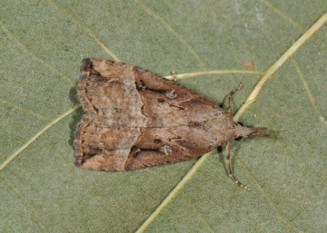 Hypena rostralis
