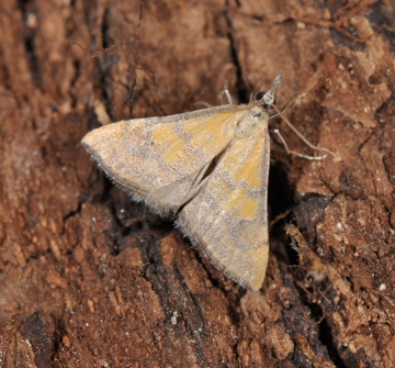 Hyperlais dulcinalis