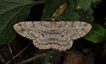 Hypomecis punctinalis