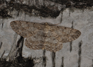 Hypomecis punctinalis