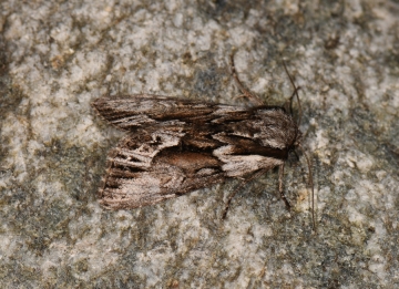 Hyppa rectilinea