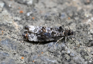 Hysterophora maculosana