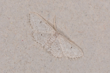 Idaea albarracina
