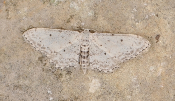 Idaea albarracina
