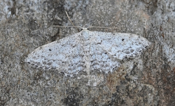 Idaea albitorquata