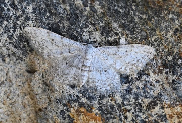 Idaea albitorquata