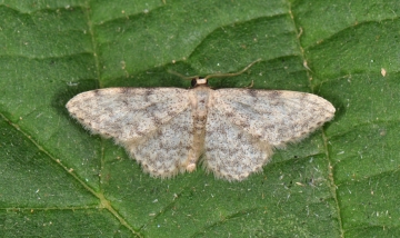 Idaea alyssumata