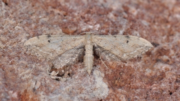 Idaea attenuaria