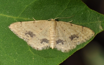 Idaea belemiata