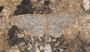 Idaea belemiata