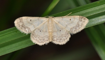 Idaea biselata