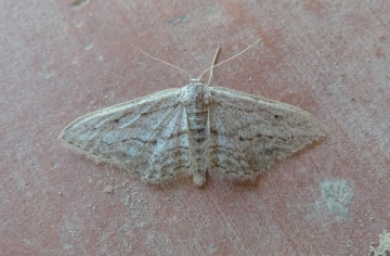 Idaea calunetaria