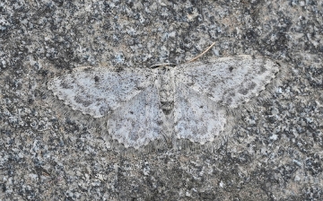 Idaea camparia