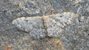 Idaea camparia