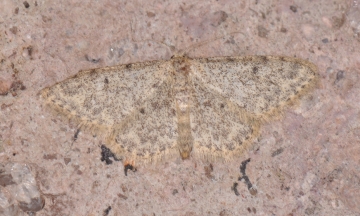 Idaea cervantaria
