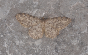 Idaea contiguaria