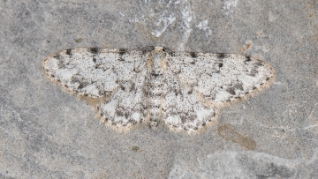 Idaea contiguaria
