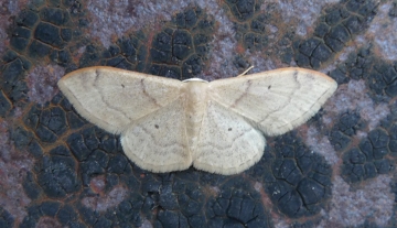 Idaea degeneraria