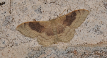 Idaea degeneraria