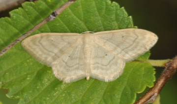 Idaea deversaria