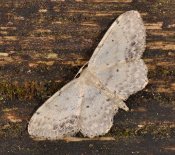Idaea dimidiata