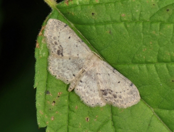 Idaea dimidiata