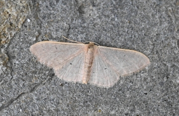 Idaea distinctaria