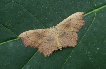 Idaea emarginata