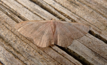 Idaea eugeniata