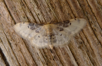 Idaea filicata