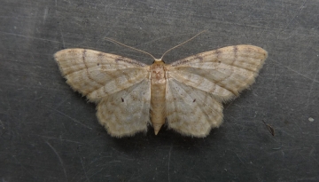 Idaea fuscovenosa