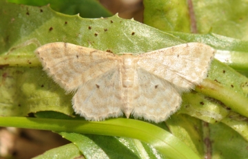 Idaea fuscovenosa