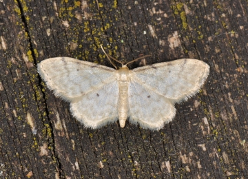 Idaea humiliata