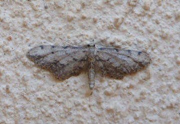 Idaea incalcarata