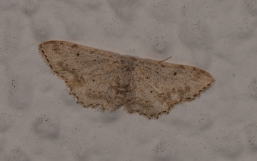 Idaea incisaria