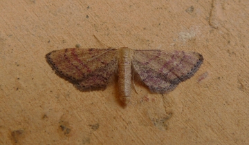 Idaea infirmaria