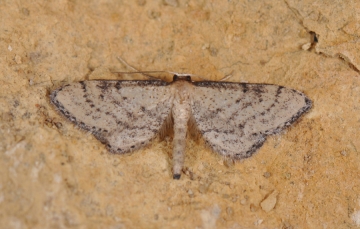 Idaea infirmaria